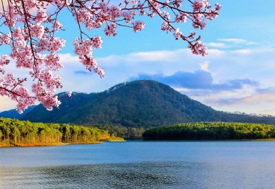 Lễ hội mai anh đào tại hồ tuyền lâm đà lạt