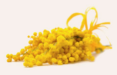 The sunny yellow Mimosa – famous flower of Dalat.